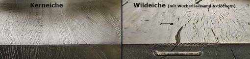 Bild: Kerneiche und Wildeiche im Vergleich